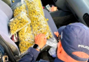 Motorista com drogas desobedece PRF e abandona a própria família na estrada durante fuga em SC