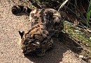 PM resgata animal silvestre que estava ferido na SC 160