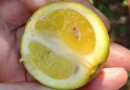 Doença inédita em frutas cítricas causa alerta em SC