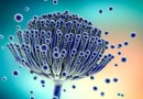 Micotoxinas em cereais será estudo coordenado pela Anvisa