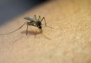 SC possui mais de 100 casos de febre do oropouche, doença transmitida pelo maruim