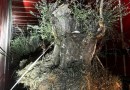 PF e PM apreendem caminhão com 8 oliveiras contrabandeadas
