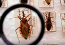 Saúde anuncia R$ 12 milhões para enfrentamento da doença de Chagas