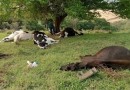 Vacas morrem por conta de descarga elétrica causada por raio