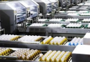 Produção de ovos no Brasil deve crescer 5% em 2026 e chegar a 56 bilhões de unidades