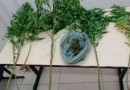 Caso de agressão revela plantação de drogas no quintal de casa em SC