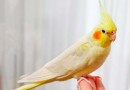 Quais os animais que podem ser domesticados no Brasil