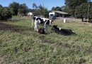 Paraná registrou crescimento na bovinocultura de corte e de leite em 2024