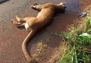 Onça-parda é encontrada morta às margens da BR-467
