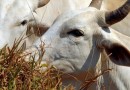 Brasil regula abate e processamento de animais para mercado religioso