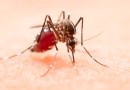 Sobe número de municípios em epidemia de dengue no Oeste de SC