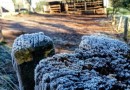 Município registra temperaturas negativas e geada