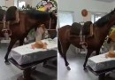 Égua que relinchou ao ver tutor em caixão foi levada ao velório a pedido da filha dele em SC: 'Muito emocionante'