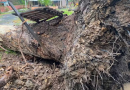 Tornado é confirmado em cidade de Santa Catarina após árvores serem arrancadas pela raiz
