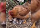 Galinha conquista a internet ao “adotar” cinco filhotes de gato em sítio