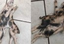 Leitão com dois corpos, uma cabeça e seis patas nasce