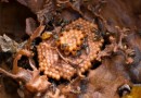 Dia do apicultor: Curiosidades sobre as abelhas