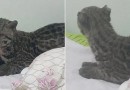 Homem encontra jaguatirica na cama do filho após deixar janela aberta