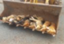 Vários cães são encontrados mortos por envenenamento