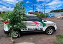 Pé de maconha com quase 2 metros de altura é encontrado em residência