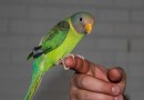 SC suspende eventos com aves para prevenir à influenza aviária