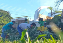 Serviço de trituração da destinação correta para galhos e beneficia agricultores