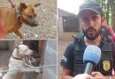 Casal de cães em situação de maus tratos é resgatado por ONG e pela Polícia Civil em Santo Antonio do Sudoeste