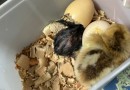 Ovos chocam em geladeira e pintinhos se tornam membros da família