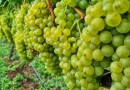 Epagri aprova uvas para produção de vinhos finos mais sustentáveis em SC