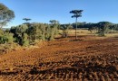 Polícia Militar Ambiental flagra desmatamento ilegal de floresta no Oeste de SC