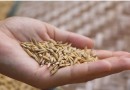 Brasil vai importar arroz para evitar especulação de preços