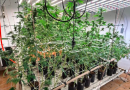 Imóvel de alto padrão servia como laboratório de drogas em SC