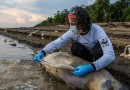 Morte de botos avança no Amazonas; mais 70 carcaças são encontradas