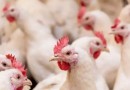 SC volta a exportar carne de frango para Europa após cinco meses de suspensão