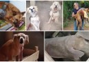 Cinco cães são resgatados pela Polícia Civil em estado de vulnerabilidade e maus tratos em Barracão