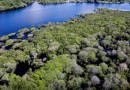 Alertas de desmatamento na Amazônia caem 35% em junho de 2026