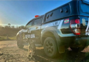 Em 2024, Coordenadoria de Operações com Cães da PCSC participou de 374 operações policiais em todo o estado