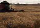 Sicoob SC/RS tem demanda de R$ 4,2 bilhões para atender o produtor rural na próxima safra