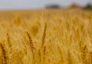 Pelo segundo ano consecutivo, produção nacional de trigo bate recorde