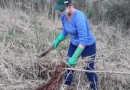 Plantio direto leva produtividade e saúde às lavouras de mandioca