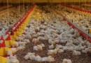 Santa Catarina identifica caso de influenza aviária em ave de fundo de quintal