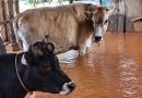 Fortes chuvas alagam currais e deixam vacas e bezerros em meio à água