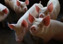 SC bate recorde na produção agropecuária em 2023
