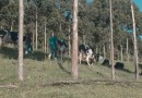 Mais de 100 mil famílias se dedicam à produção do leite Aurora