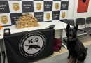 Mais de 23 kg de maconha são apreendidos em bagagem de passageiro em Xanxerê