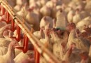 Quase metade do frango produzido em SC é consumido a 17 mil km do Brasil; veja países