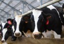 Assembleia Legislativa vai debater crise enfrentada pelos produtores de leite em Santa Catarina