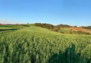 Inverno atípico deve impactar agricultura em SC
