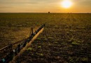 Crescimento de 1,9% no agronegócio impulsiona a economia