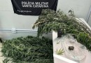Pés de maconha e materiais para venda de drogas são apreendidos